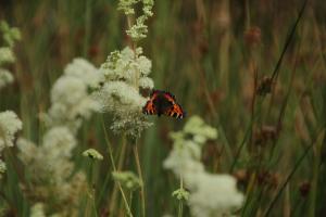 The pond attracts butterflies The pond attracts butterflies