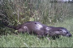 Improving Wildlife in the Garden