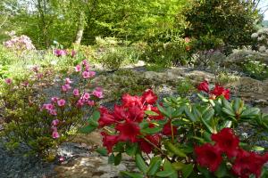 Dwarf Rhododendrons to rockery Dwarf Rhododendrons to rockery