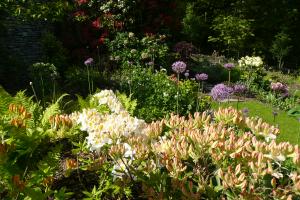 Rhododendrons and alliums Rhododendrons and alliums