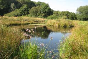 Unlined 'natural style' pond Unlined 'natural style' pond
