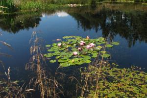 Water lilies provide cover and resting places for amphibious creatures Water lilies provide cover and resting places for amphibious creatures