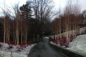 Lake District Winter garden-Silver Birch and cornus stems Lake District Winter garden-Silver Birch and cornus stems